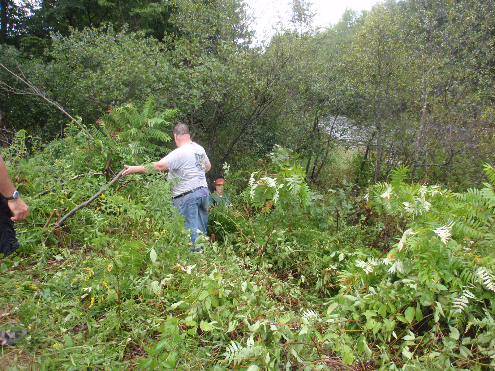 Clearing invasives to allow a view of the river