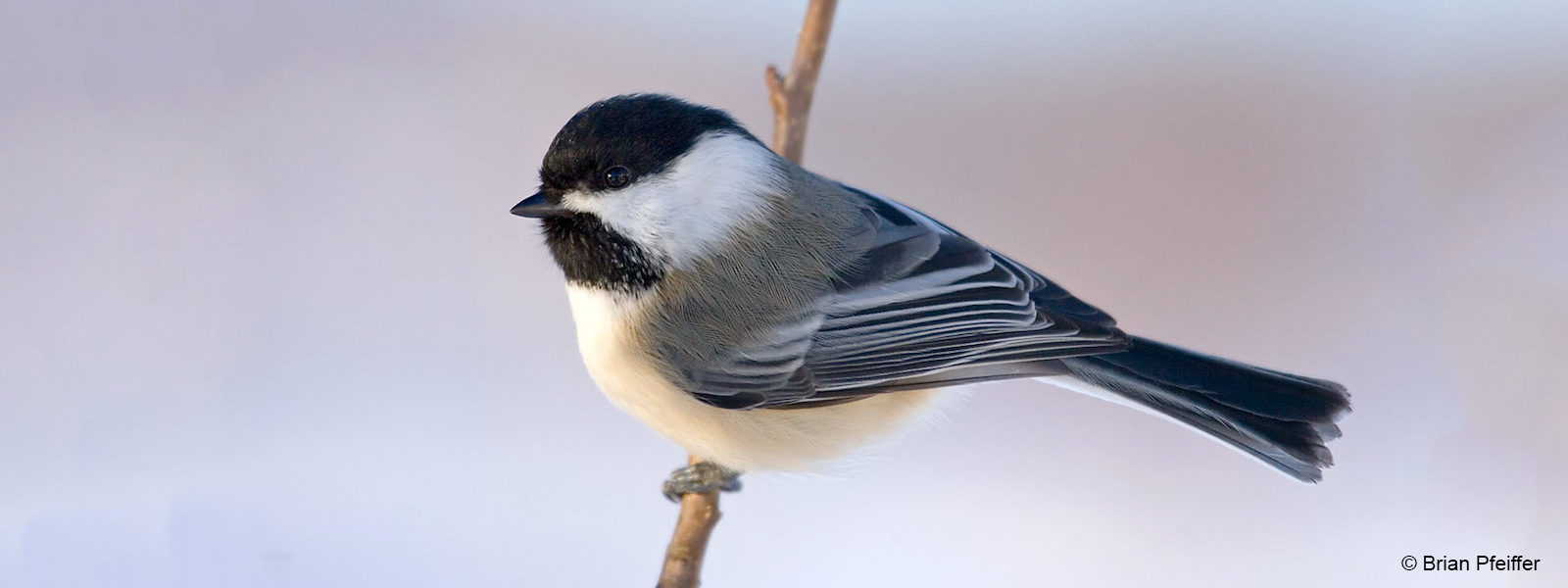 Chickadee