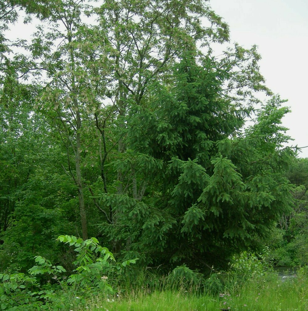A conifer near the Winnipesaukee River