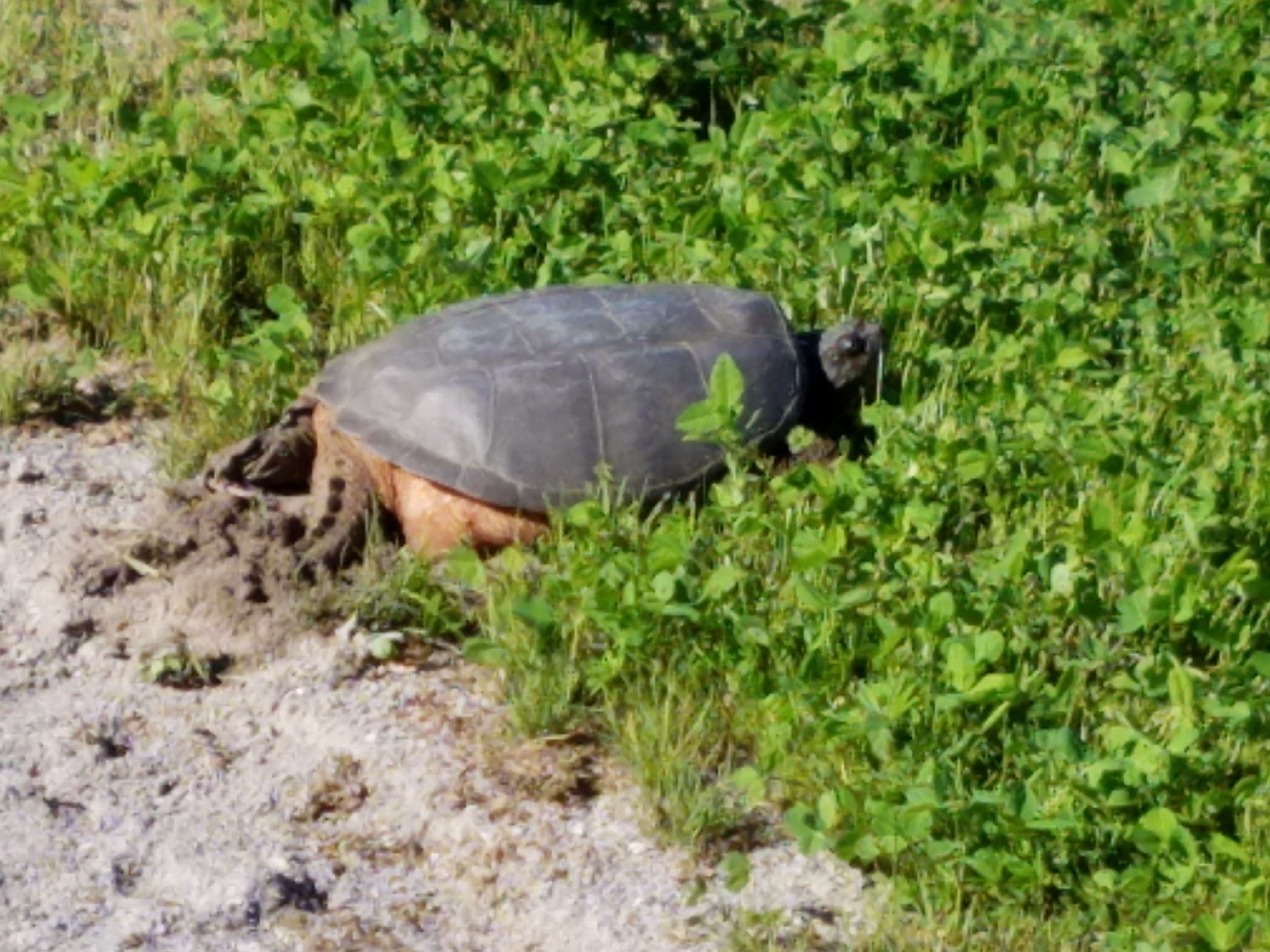 turtle nesting near sign at Salmon Run