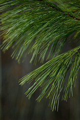 white pine needles