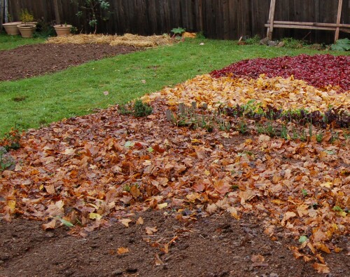 winter garden mulched with leaves
