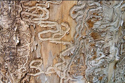 EAB patterns in wood