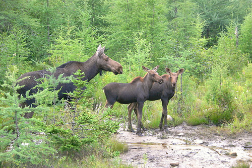 Moose in Northern NH