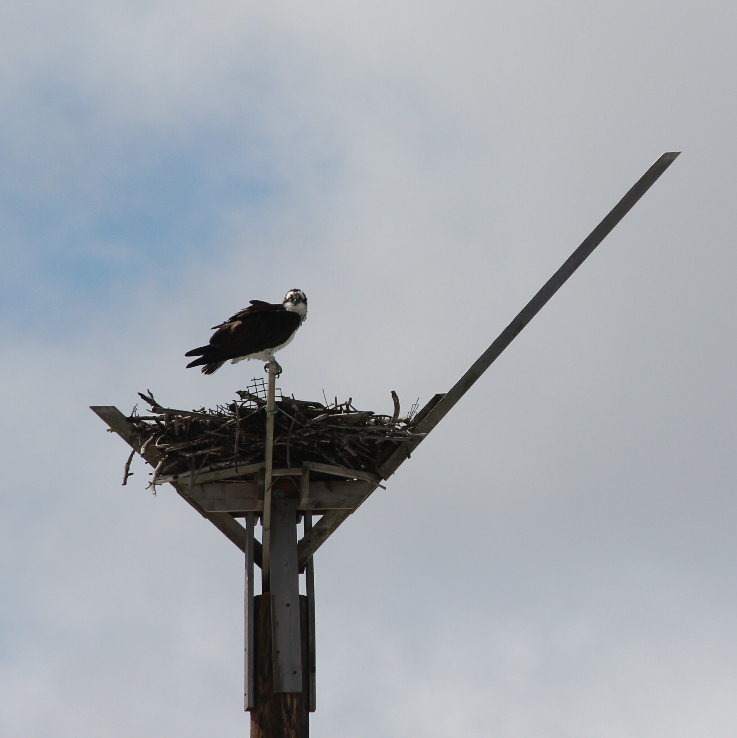 osprey in the nest near exit 20