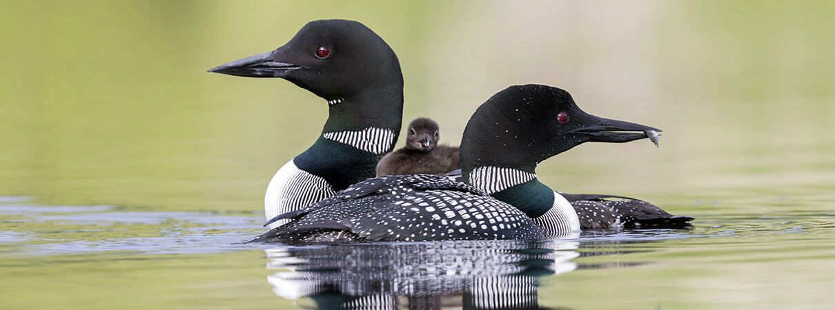 Baby loon on back of loon parents