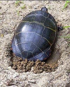 Nesting spotted turtle