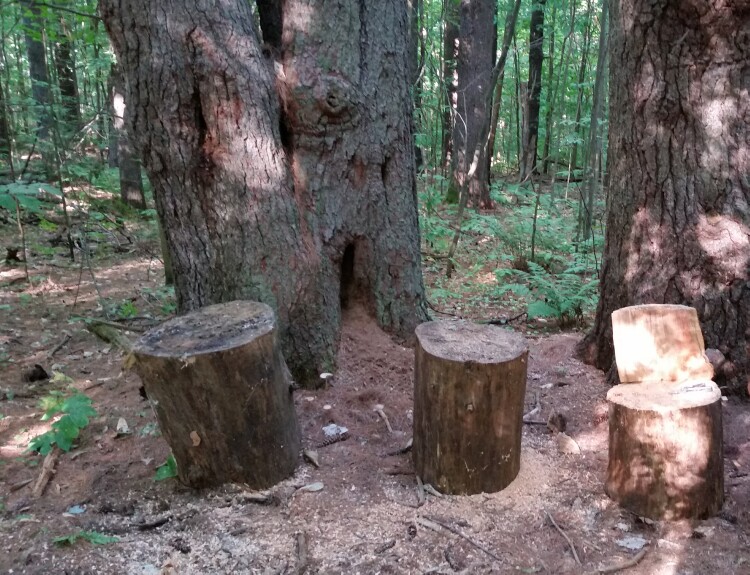 new stools in the forest